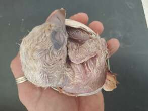 Hatching Eurasian griffon vulture chick