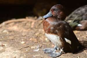 Diving duck. Photo: Tal Romano