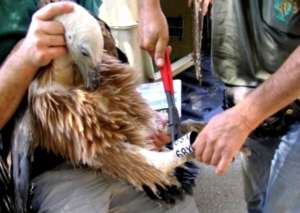 An adult vulture tagged prior to release