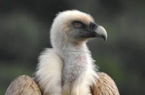 Griffon vulture