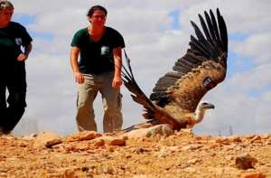 A griffon vulture is released into the wild