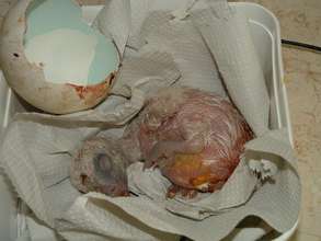 A newly hatched chick in the Incubation Center