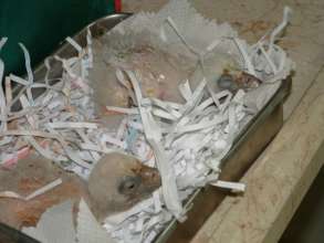 Keeping hatched chicks warm in our breeding center