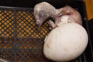 A griffon vulture chick hatching