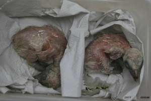 Hatched vulture chicks are super cute