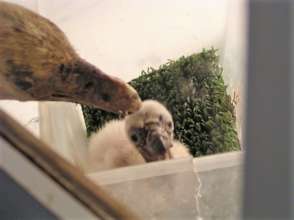 A vulture chick hand reared using a feeding puppet