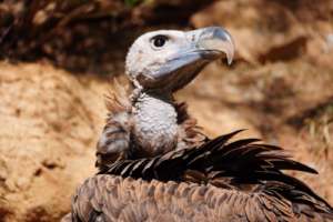 Our new vulture (Photo: Michal Erez)