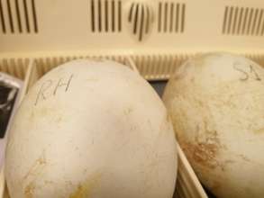 The new eggs.
