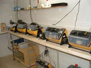Eggs in incubators