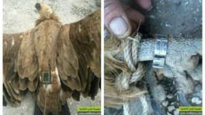 Israel's Alleged Spy Vulture (credit: INNPA)