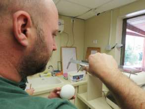 Measuring and recording egg data