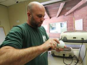 A vulture egg is measured and catalogued