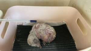 Griffon vulture chick