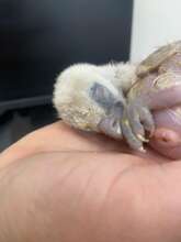 A newly hatched Griffon vulture chick