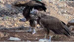 Lappet-faced vultures