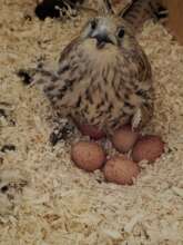 Lesser Kestrel incubating eggs