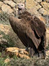 Lappet-faced vulture