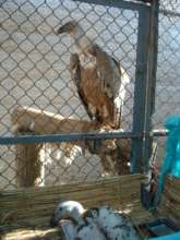 A vulture in quarantine prior to being released