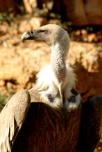 Griffon Vulture