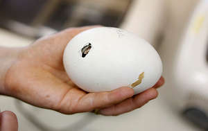 Griffon Vulture Egg