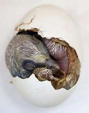 Vulture chick hatching