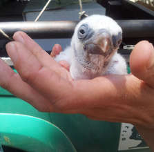 Hatched chick