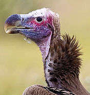 Lappet faced vulture