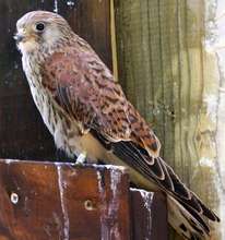 Lesser Kestrel