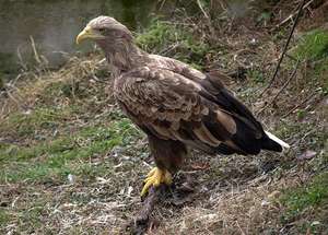 White tailed eagle