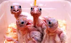 Lesser kestrel chicks