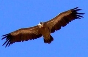 Save Israel's Birds of Prey