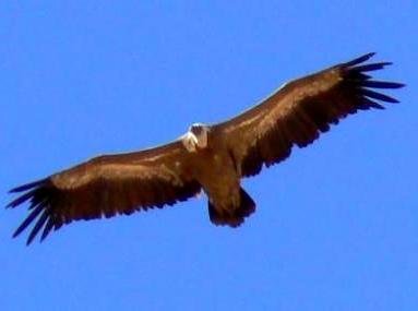 Save Israel's Birds of Prey