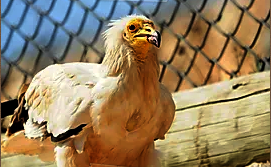An Egyptian Vulture at the Zoo