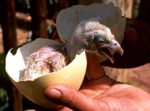 A griffon vulture chick hatches