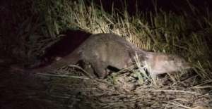 An otter is observed by our team at night