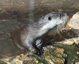 Our male otter emerges from the water