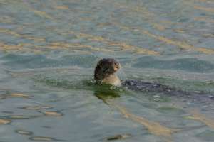 An otter in Hula Valley (Photo: Uriya Sadeh)