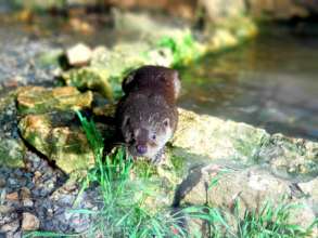 Adam the Otter (Photo: Uriel Nuri)