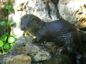 A captured male otter at the Zoo's breeding center
