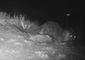 An infra-red image of an otter in the wild