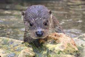 Our friendly male otter