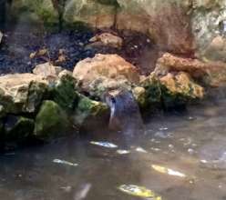 A recent glimpse of our male