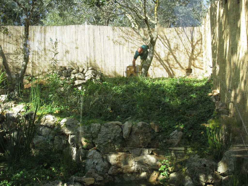 Saving Israel's Otters