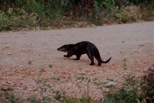 An otter in the wild in Israel