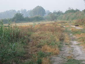 Elusive otters seen crossing a trail in the wild