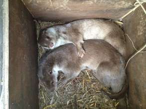 Two captured female otters