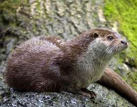 Saving Israel's Otters
