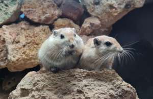 Back to beloved animals