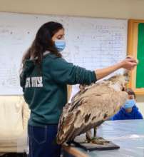 Learning about birds