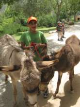 Taking the miniature horses for a stroll